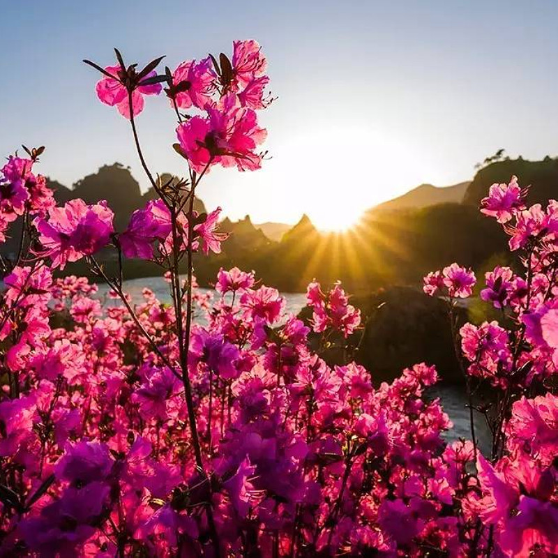 东北映山红杜鹃花东北迎红杜鹃杜鹃花当年开花