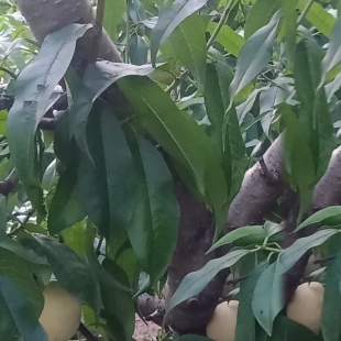 湖南麻阳冬桃雪蜜香脆甜白丑桃新鲜水果新鲜应季非黄桃