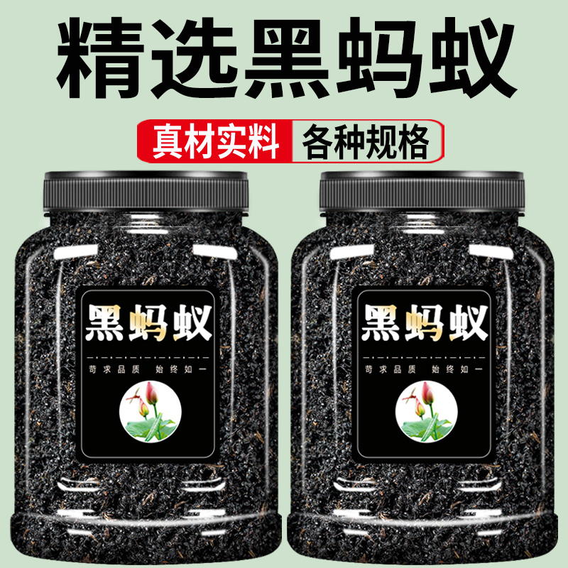 黑蚂蚁中药材500g克正品长白山黑蚂蚁干蚁拟黑多刺蚁养生泡酒料