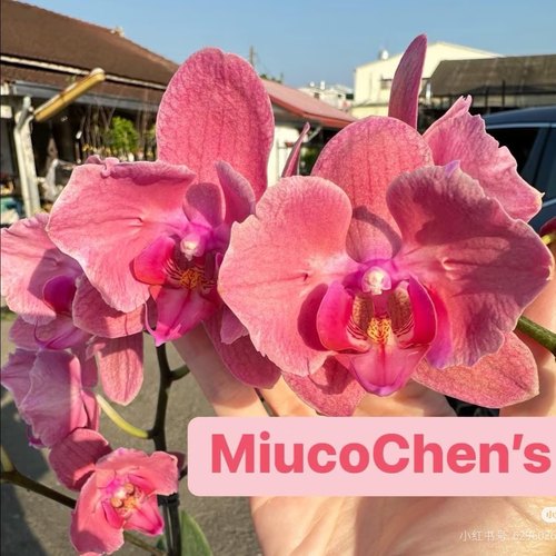 【萬磁王出剑苗】蝴蝶兰稀有花色蝴蝶兰苗基地直发包对版