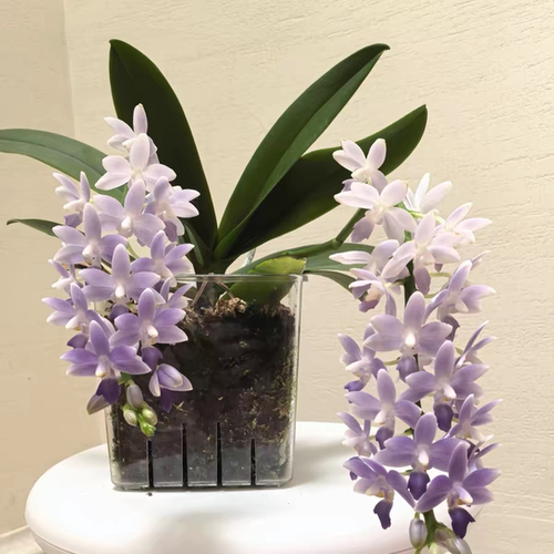 【蓝星】水苔杯蝴蝶兰3.0寸苗 续花型 基地直发  包对版
