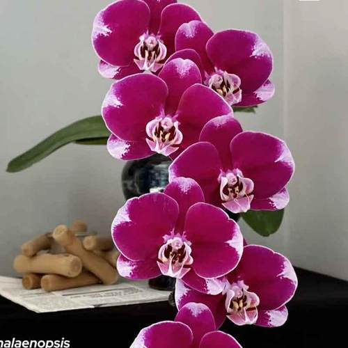 蝴蝶兰【五星上将】3.5寸大杯大苗基地直发包对版包邮