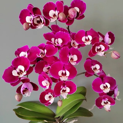 蝴蝶兰盆栽花苗港谷兰业