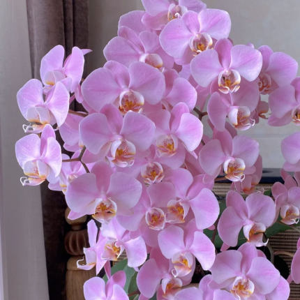 密尔沃基出剑苗 欧品安祖粉色多花中花7-9cm港谷兰业