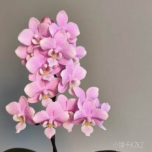【椎名樱兰】蝴蝶兰苗带香味基地直发包对版包邮