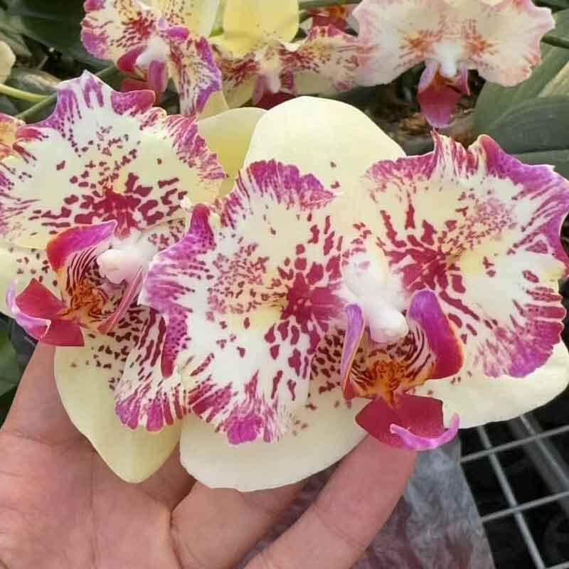 麒麟蝴蝶兰变异款港谷兰业大花蕾丝两眼稀有品,鲜花速递/花卉仿真/绿植园艺,国兰/杂交兰/洋兰类,淘宝优惠券,粉丝福利购,淘宝优惠卷