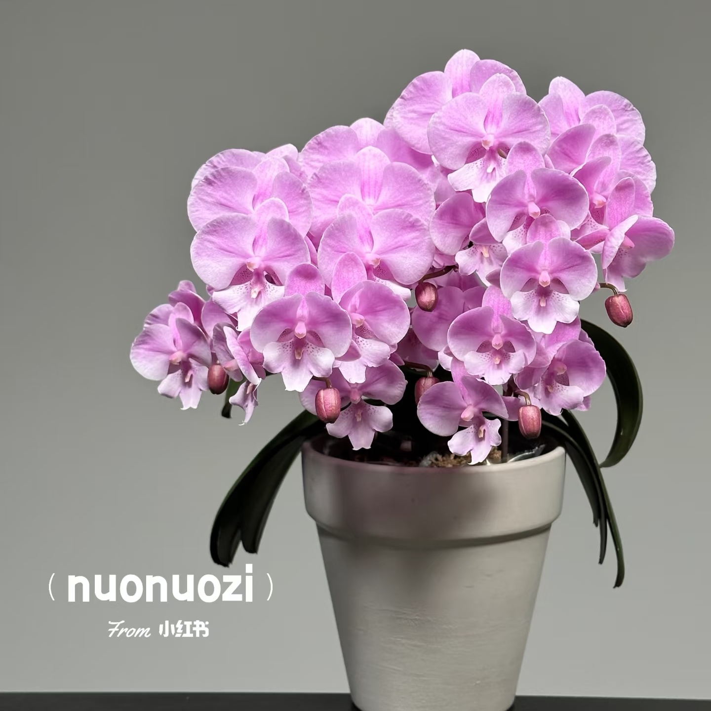 开花株双梗【禹城王子】小花型   丰花舌头系列蝴蝶兰