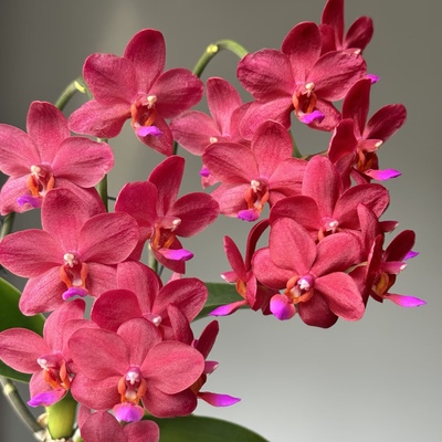 【梦幻女郎出剑苗】2.8寸蝴蝶兰蜡纸花型基地直发包对版