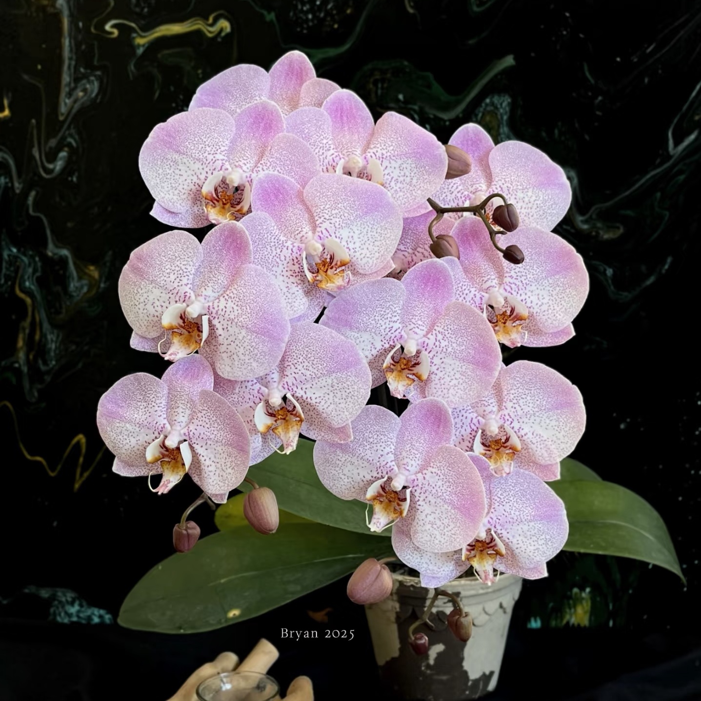 麻点粉色减春梗3.5大花港谷兰业