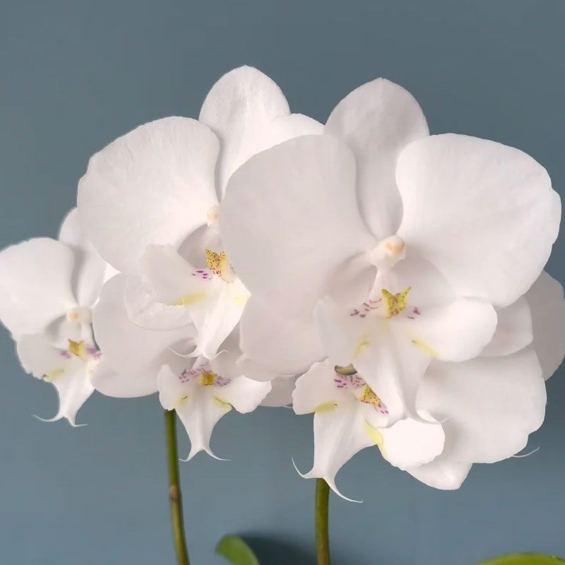 安祖曼塔吉利3.5寸苗白色系蝴蝶兰经典品种港谷兰业