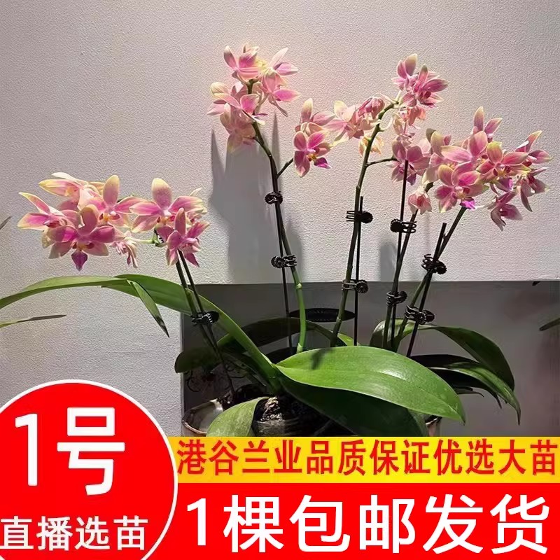 港谷蝴蝶兰兰厂价包对版