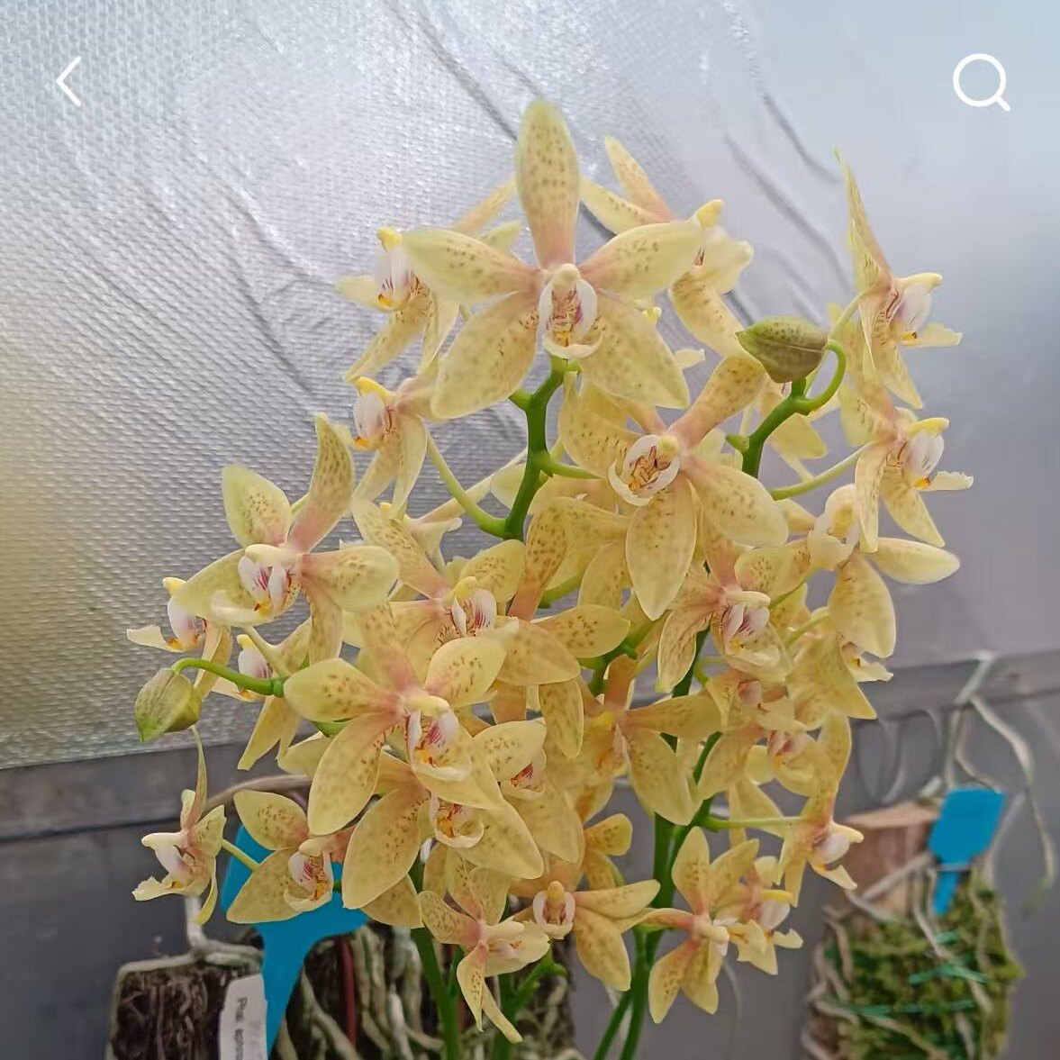 【阿婆交曼尼】原生种稀有花色