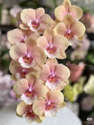 【伯爵奶茶1.7寸苗】湾湾苗原厂蝴蝶兰苗 基地直发 包对版