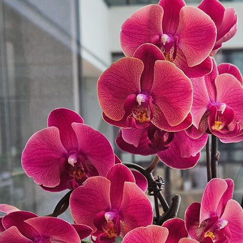【红梅】蝴蝶兰复古的花色 暖暖的  美美的超好看