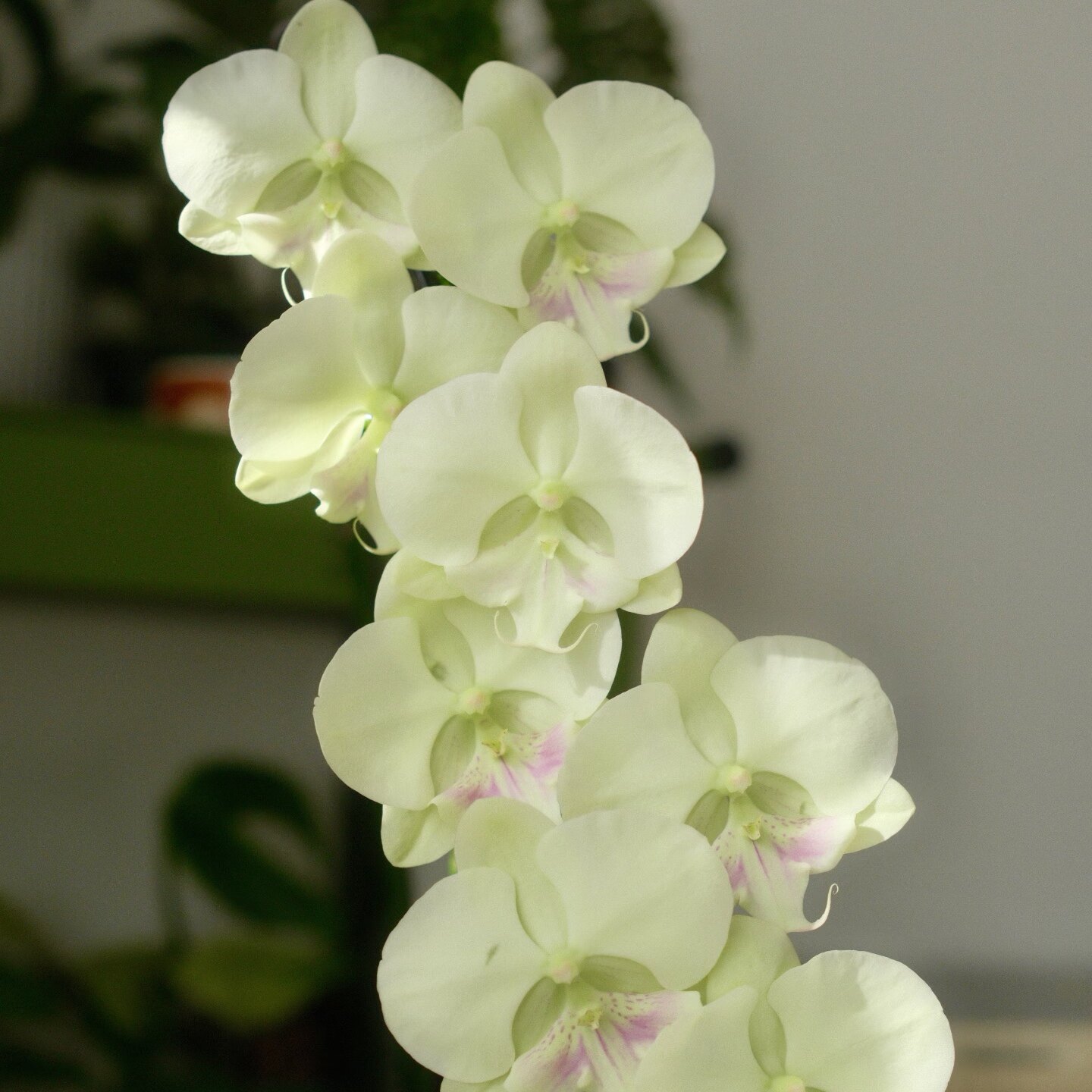【冰雕翡翠】3.5寸大杯大苗蝴蝶兰苗 基地直发包对版包邮