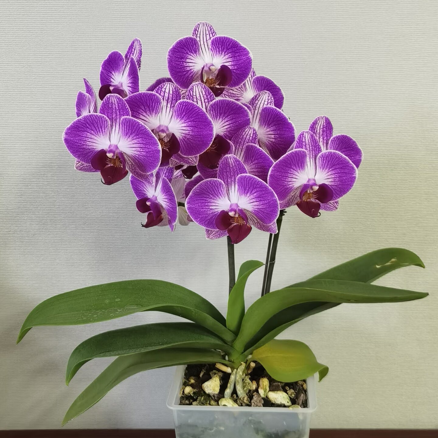 【天堂鸟出剑苗】中花型桌面款蝴蝶兰苗 基地直发包对版