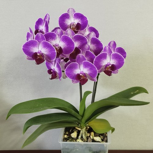 【天堂鸟出剑苗】中花型桌面款蝴蝶兰苗 基地直发包对版