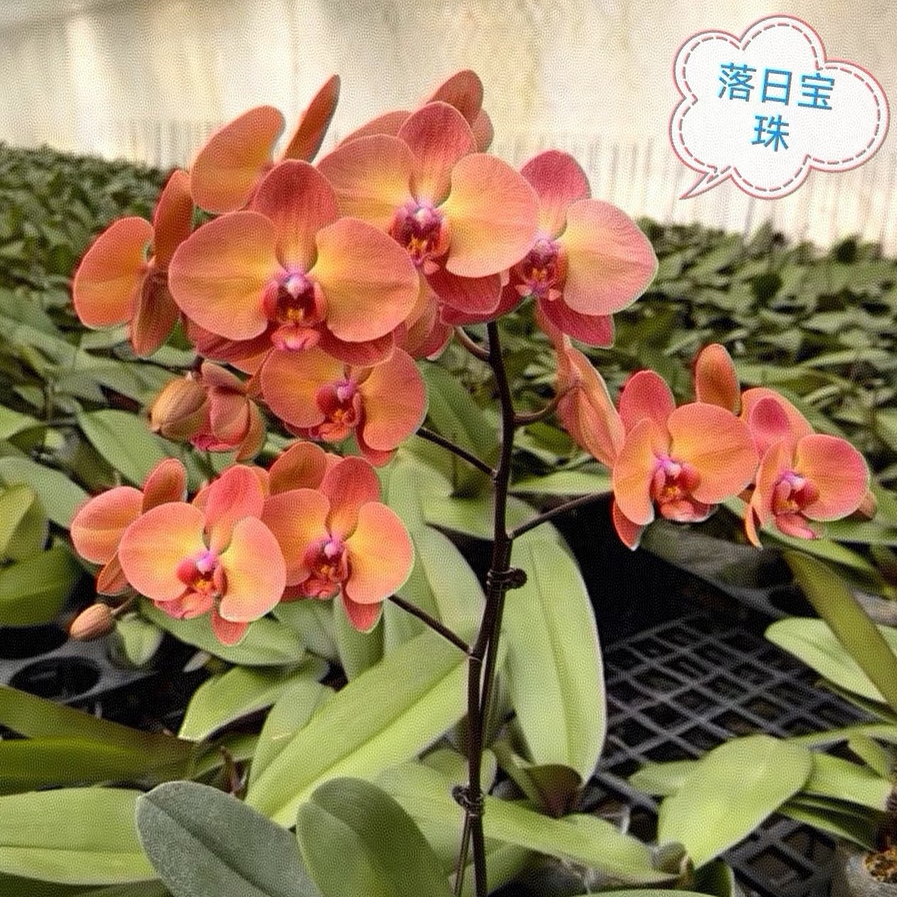 【落日宝珠】又名霞光  带有光斑叶片蝴蝶兰