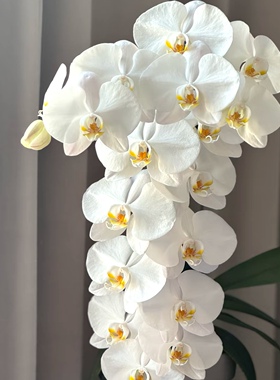 【大白v3出剑苗】3.5寸大杯大苗蝴蝶兰大花型基地直发包对版