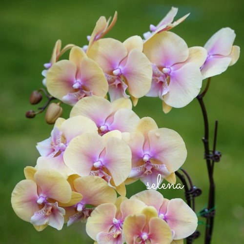 【黄桃之梦】3.5寸大杯大苗  基地直发 包对版 包邮