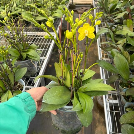 镇店之宝 龙兰【吉祥如意7寸出剑大苗】约7花剑大杯大苗基地直发