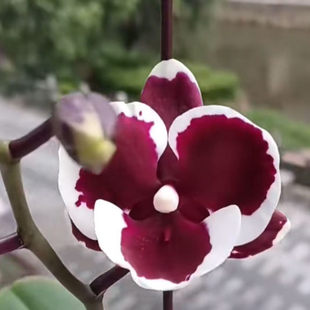 金车小丑3.5寸带花剑原厂美琪花牌黑白郎君平替稀有品种