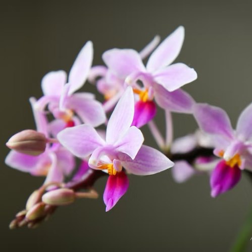 【小兰屿eq】2.5寸多苗蝴蝶兰苗   稀缺品种  包对版包邮