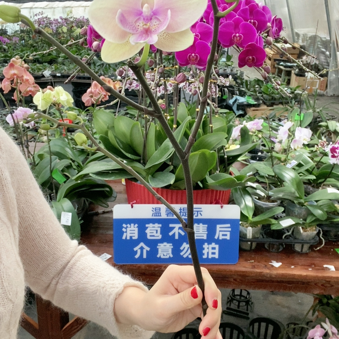 蜜桃508,鲜花速递/花卉仿真/绿植园艺,国兰/杂交兰/洋兰类,淘宝优惠券,粉丝福利购,淘宝优惠卷