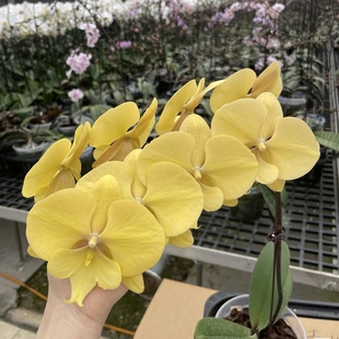 【春日暖阳】蝴蝶兰苗  稀有花色 基地直发  包对版