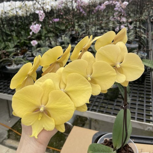 【春日暖阳】蝴蝶兰苗  稀有花色 基地直发  包对版