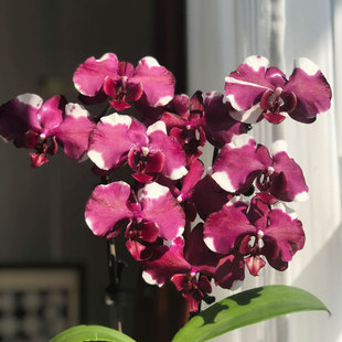 台湾富乐巧克力蝴蝶兰大花有返祖概率买2棵全返祖包赔港谷兰业