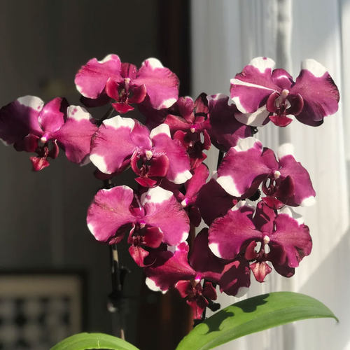 台湾富乐巧克力蝴蝶兰大花有返祖概率买2棵全返祖包赔港谷兰业