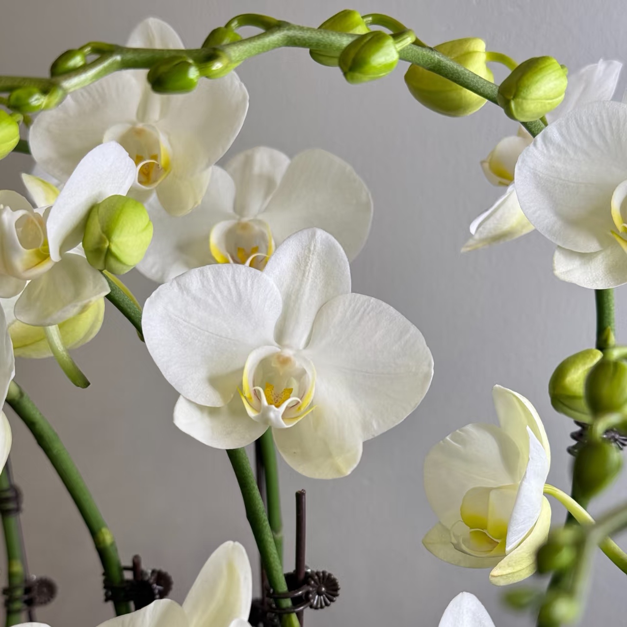 办公室桌面好养大苗客厅3.0