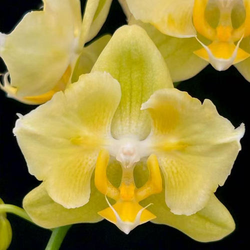 NCK夜光小精灵 原厂苗子1.7寸有返祖概率数量很少 包对版港谷兰业