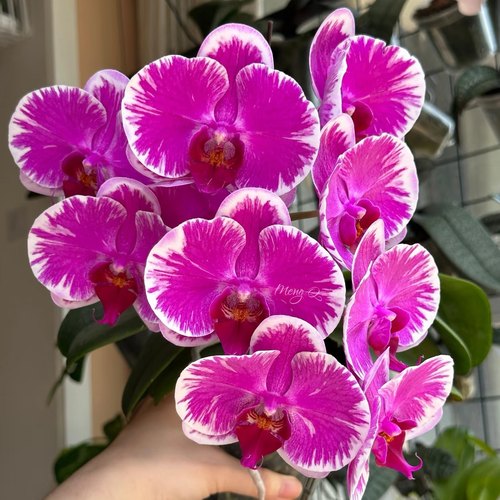 蝴蝶兰【宾友之光】带闪边蝴蝶兰3.5寸大杯大苗基地直发包对版