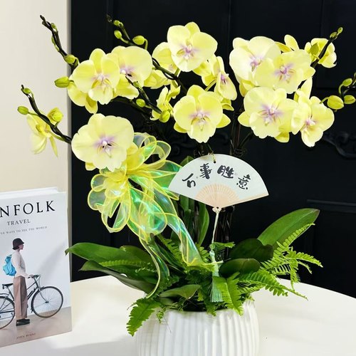 【大吉大利】蝴蝶兰大杯大苗基地直发包对版