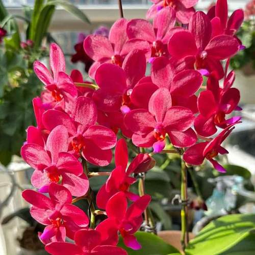 蝴蝶兰【梦幻女郎】稀有品种2.5寸苗基地直发包对版