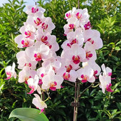 港谷兰业第一名貂蝉3.0寸蝴蝶兰大苗新品 种未开花欧洲品种对版