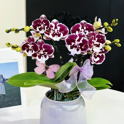 【卡布奇诺】3.0寸出剑苗蝴蝶兰 基地直发  包对版包邮