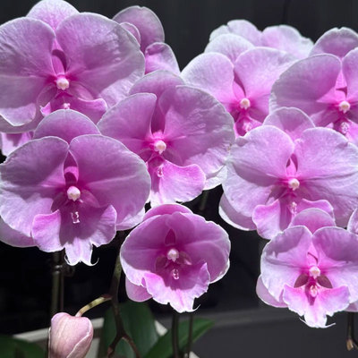 【粉色迷雾出剑苗】大花型蝴蝶兰 基地直发 包对版