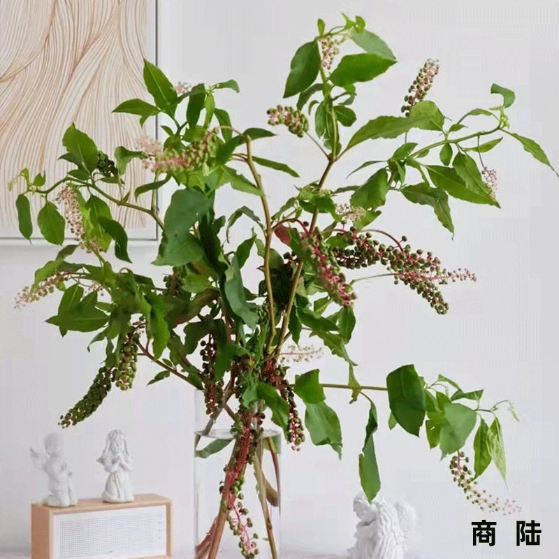 【商陆】昆明鲜花商陆 基地新鲜商陆 居家装饰鲜切花