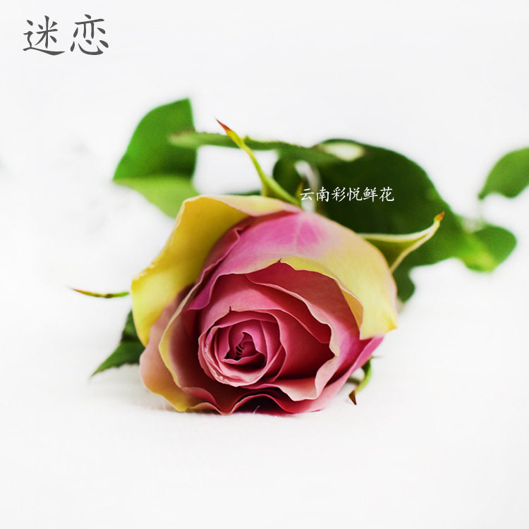 【迷恋玫瑰】昆明基地 直供鲜切玫瑰鲜花 婚庆装饰节日鲜花