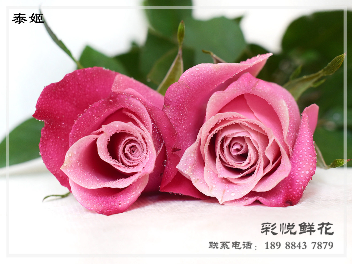 【泰姬玫瑰】云南基地鲜切花泰姬玫瑰花婚庆装饰节日鲜花