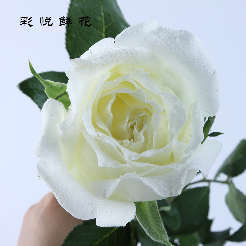 【坦尼克白玫瑰】白玫瑰鲜切花 昆明鲜花 基地直供月季蔷薇花