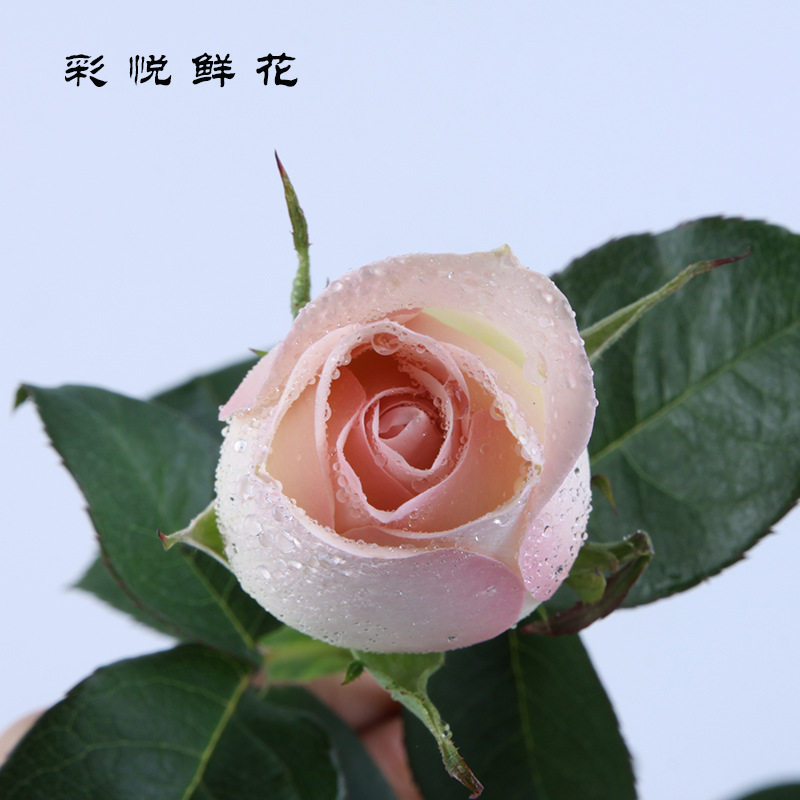 【小白兔粉玫瑰】昆明鲜花婚庆居家插花装饰用花节日粉色玫瑰