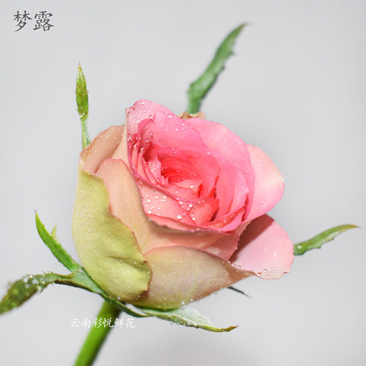 【梦露玫瑰】昆明基地直供 鲜切花婚礼庆典家居花束装饰