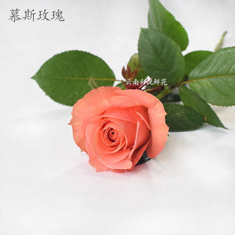 【慕斯玫瑰】昆明斗南鲜花 基地 居家室内外装饰 月季鲜切花