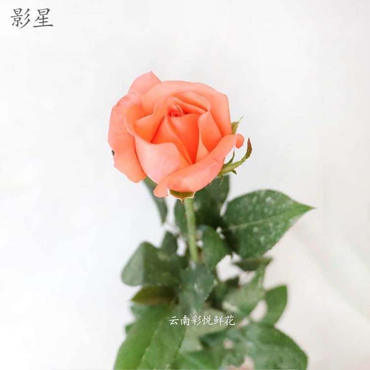 【影星玫瑰】云南基地鲜切花 艳粉婚庆装饰节日送礼粉玫瑰鲜