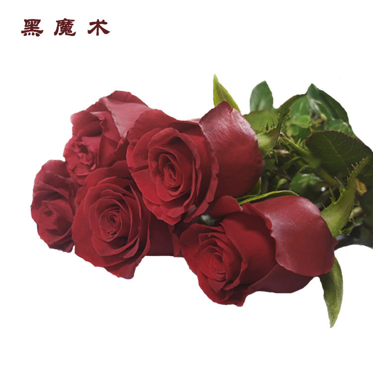 【黑魔术玫瑰】 云南鲜切花 新鲜黑魔术玫瑰  插花装饰