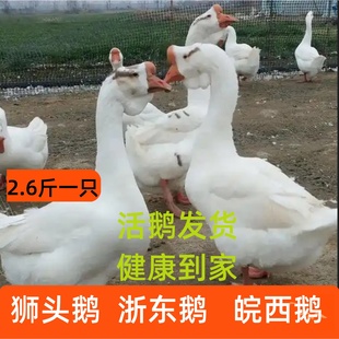 二斤四季鹅苗大白鹅三花鹅四季鹅3斤产蛋王鹅散养皖东2斤大白鹅